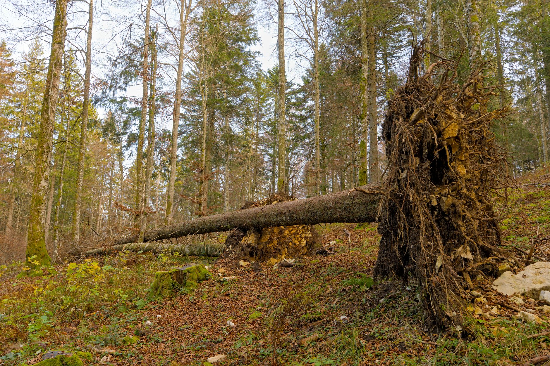 Enlèvement arbre urgence équipe à Miramas